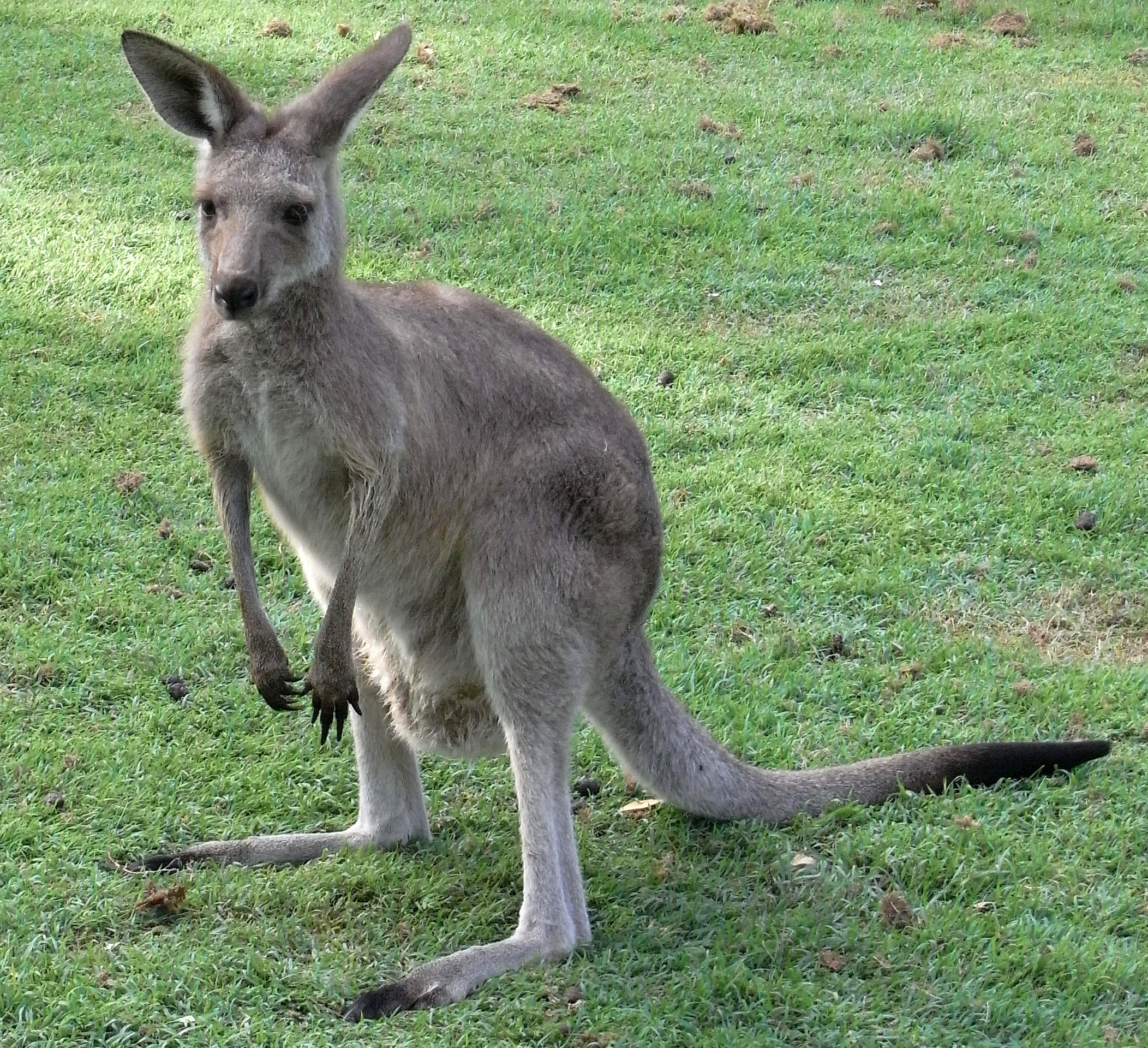 Kangaroo Pictures, Nice Kangaroo Picture, #3976