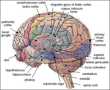 Brain Pictures, Structure Brain Picture, #4352