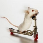 Funny Mouse, 3d Funny Mouse Picture, #4960