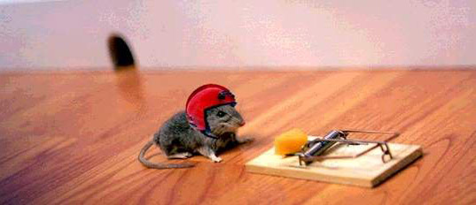 Funny Mouse, 3d Funny Mouse Picture, #4960
