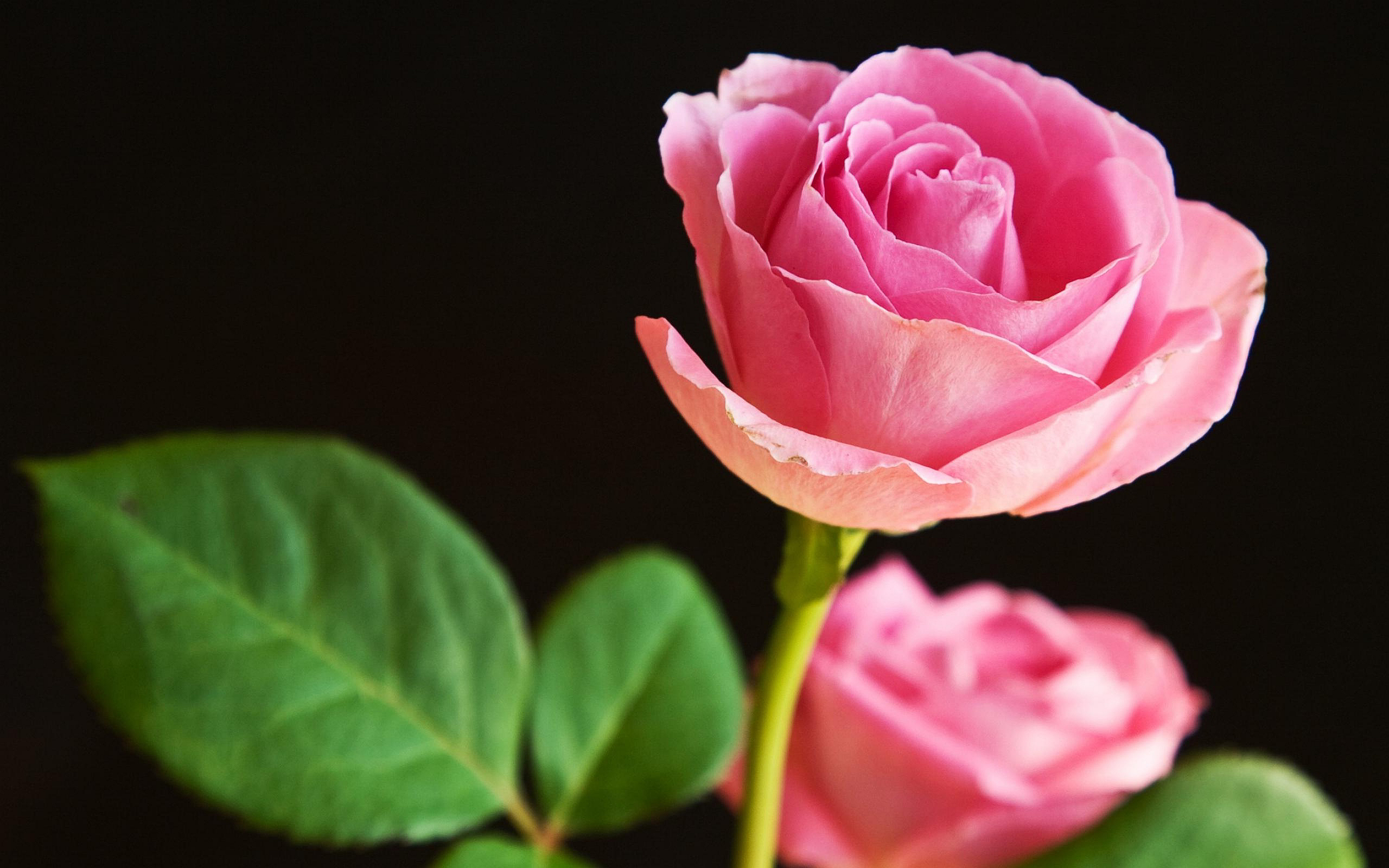 Pink Rose Background Wallpaper