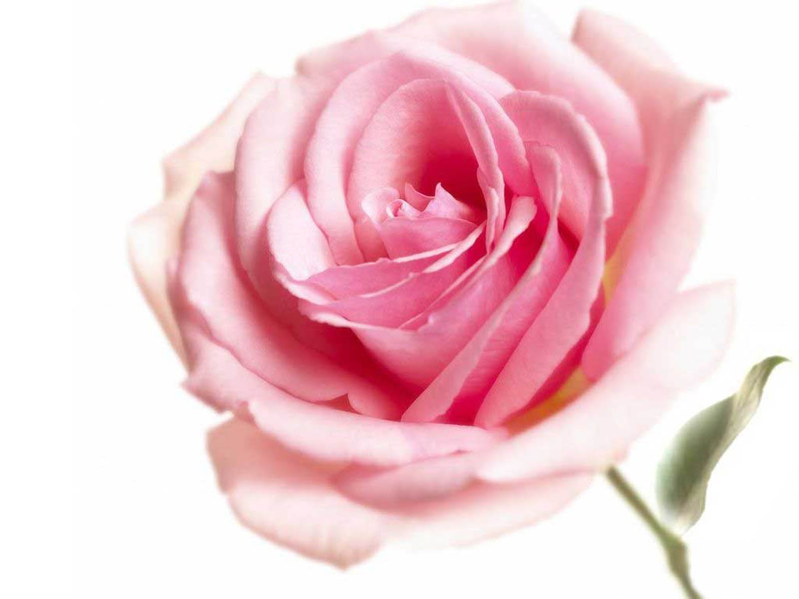 Pink Rose Wallpapers, Dark Pink Rose Wallpaper, #7467