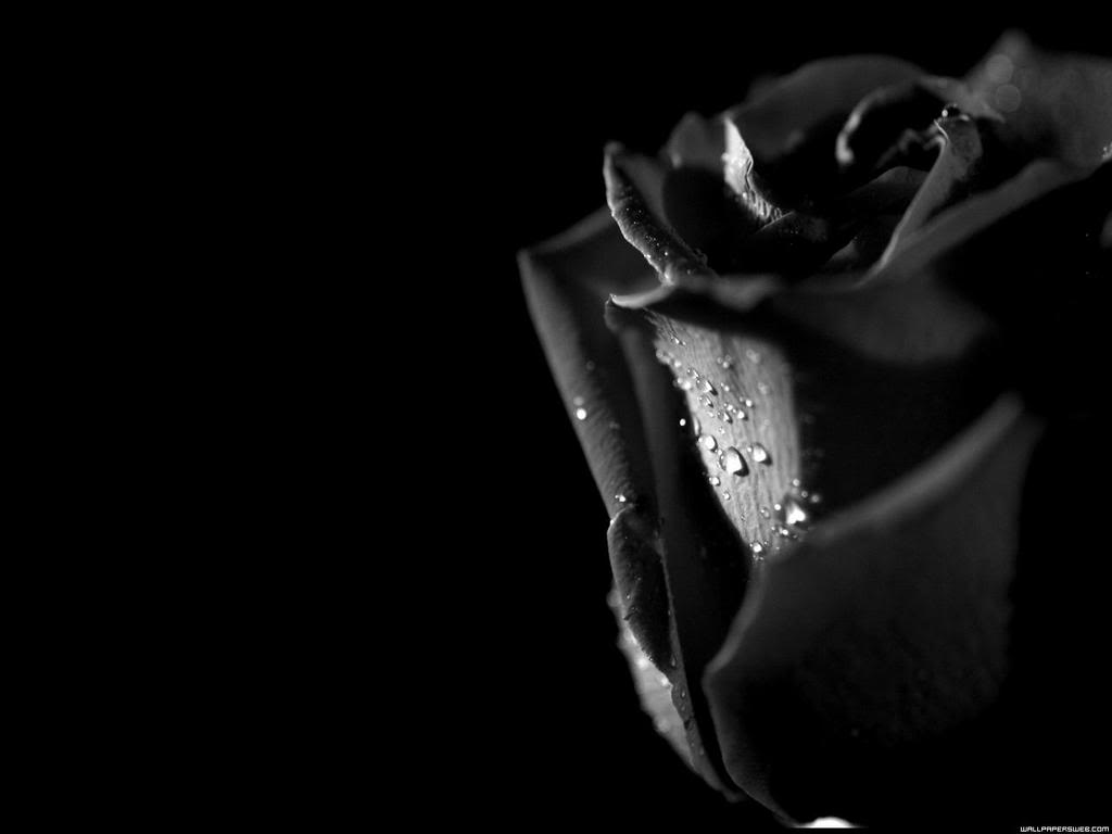 Black Rose Background