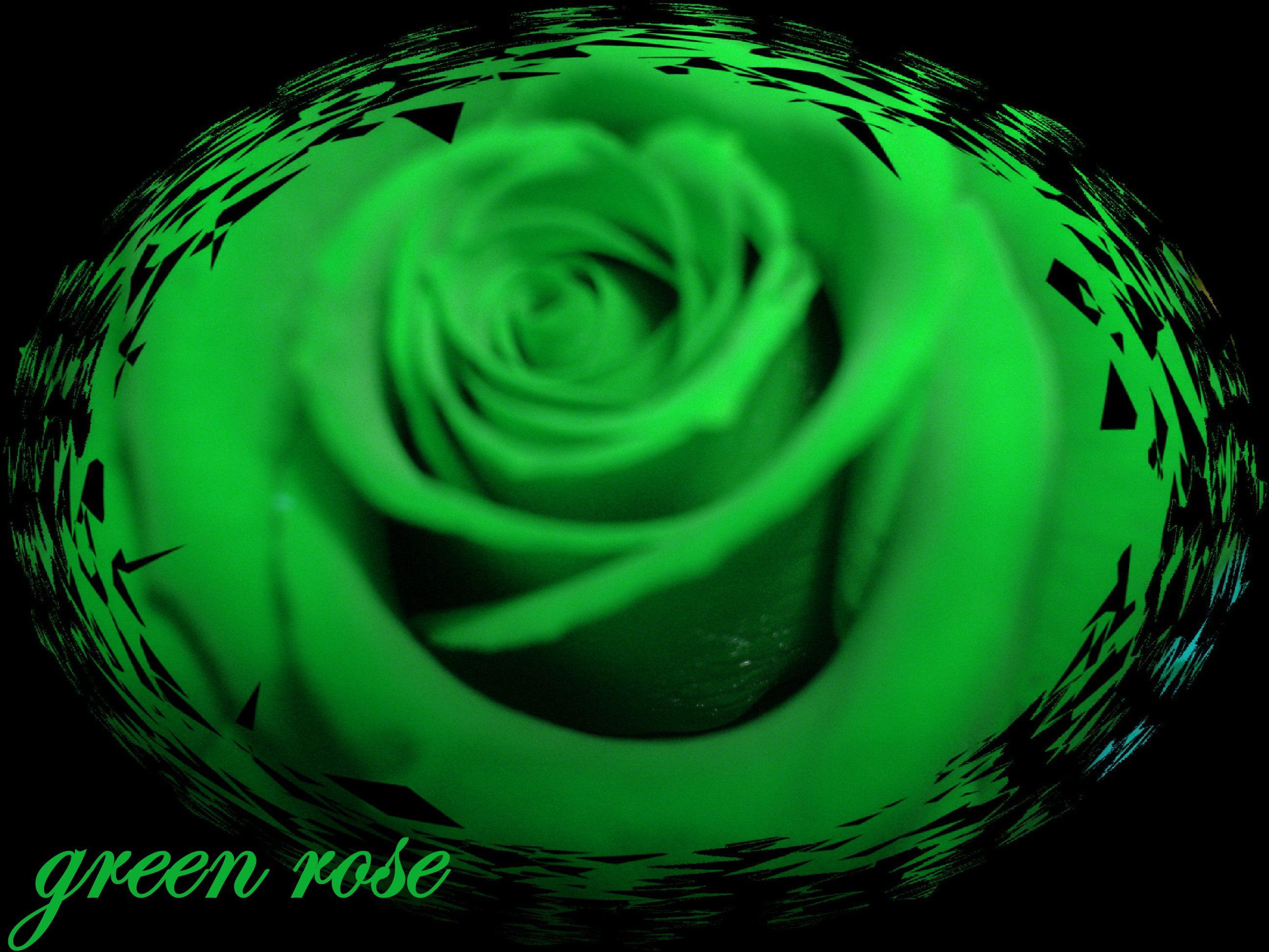 Green Rose Pictures, Dark Green Rose Picture, #10198