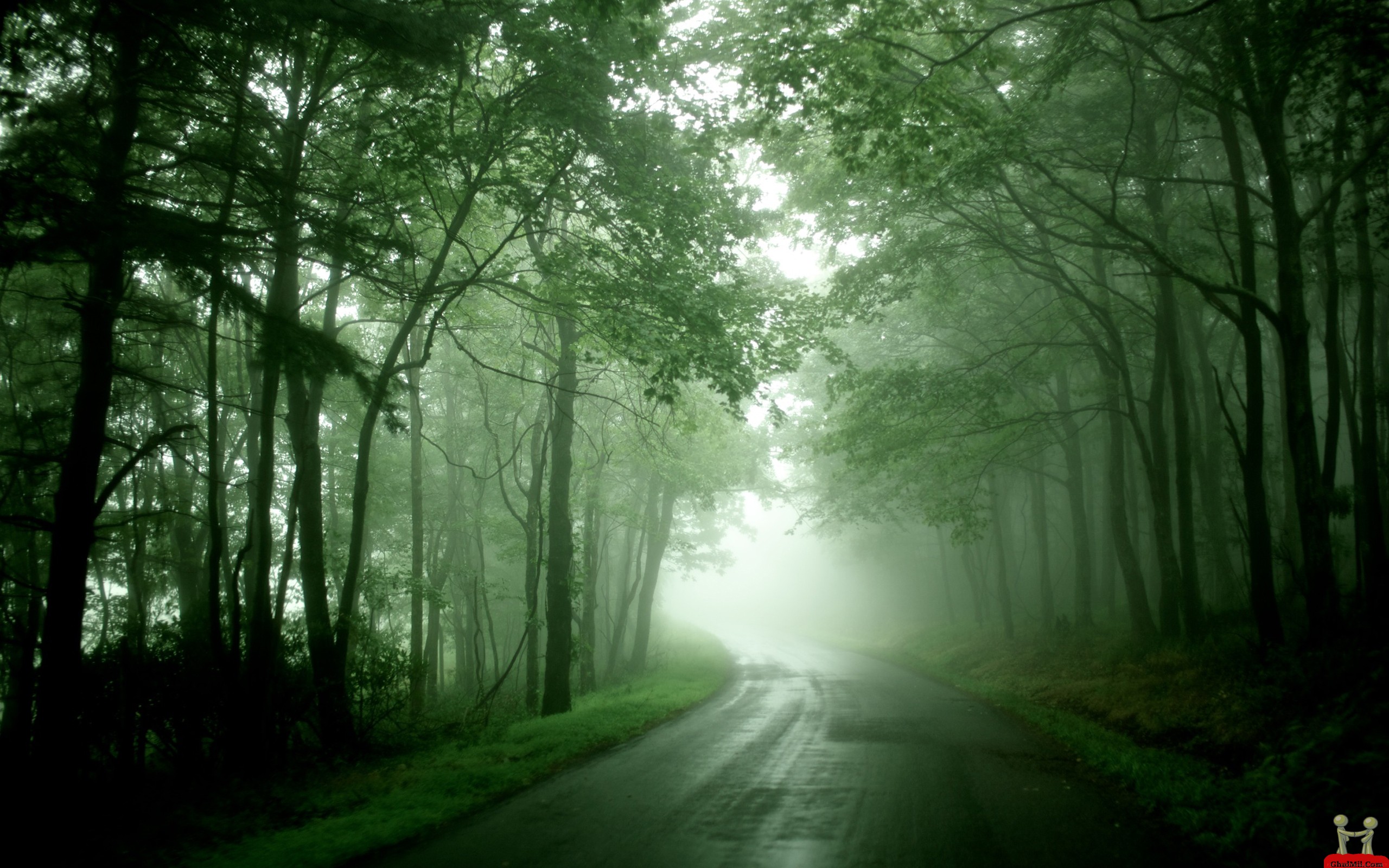 Road Fog Forest Wallpaper De   sktop