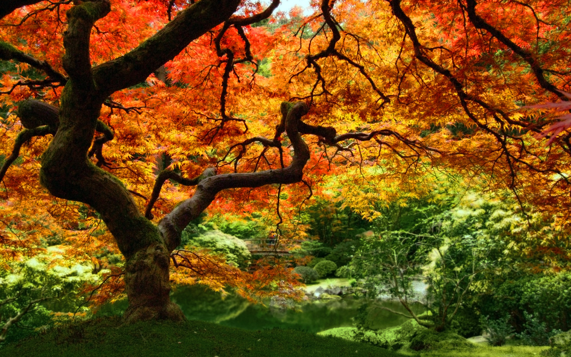 Autumn Leaves Wallpapers, Full Hd Autumn Leaves, #15469