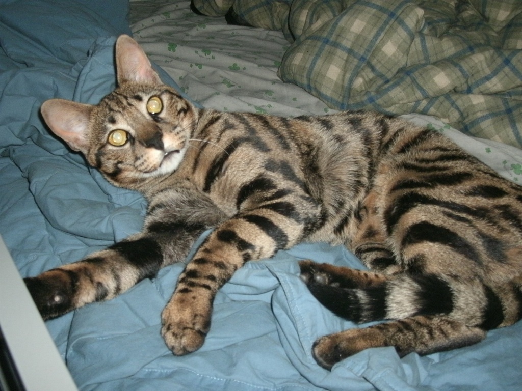 F5 Bengal Cat Shefalitayal