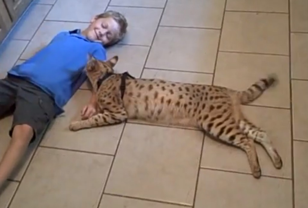 Savannah Cat Pictures, Savannah Cat Pictures, #15686