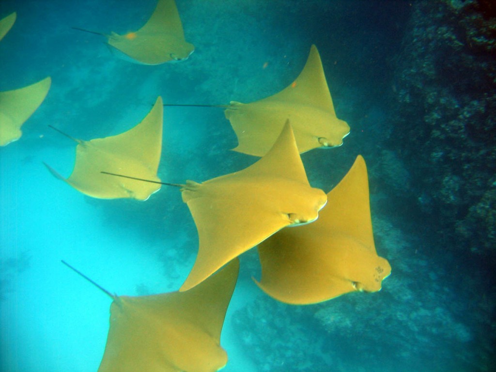 Golden Rays Photos, Super Golden Rays Photos, #16075