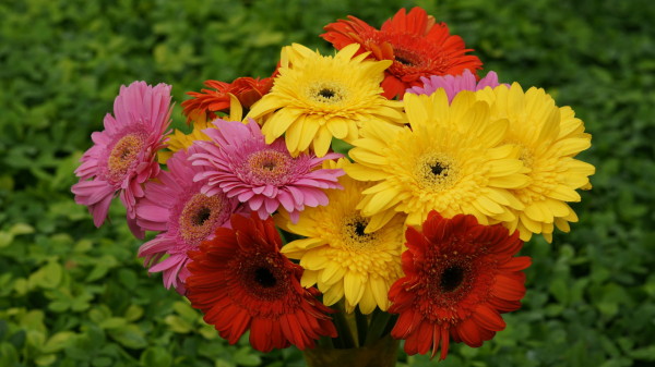 Gerbera Flower Wallpapers, Top Gerbera Flower Wallpapers, #16248