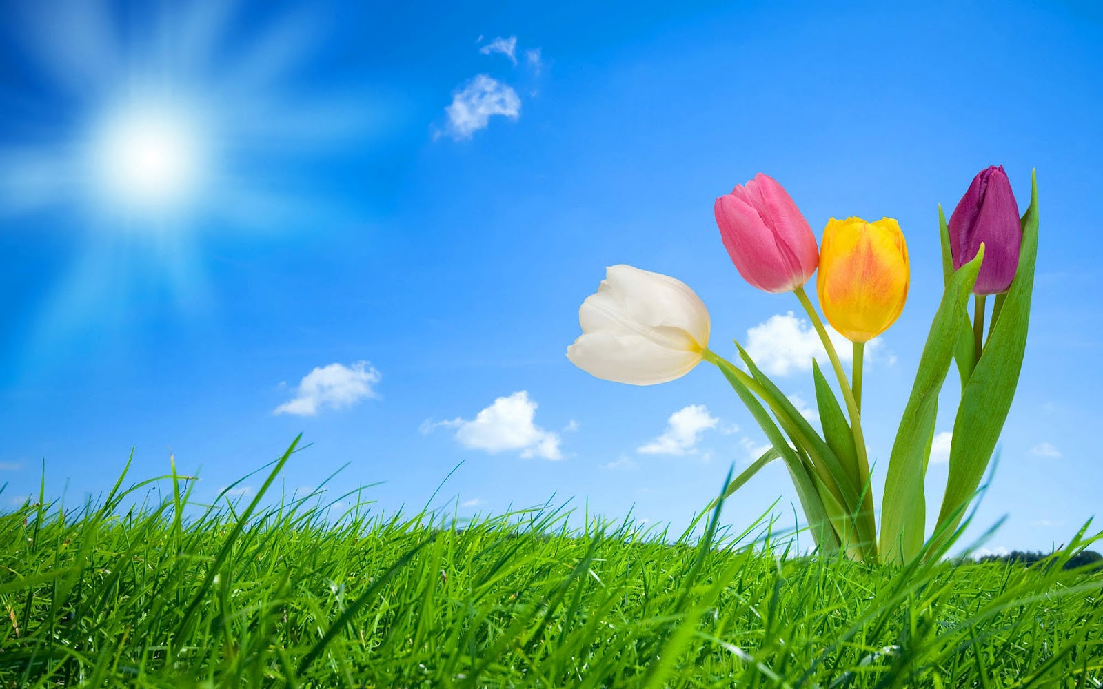 Spring Backgrounds  HD Wallpapers Pulse