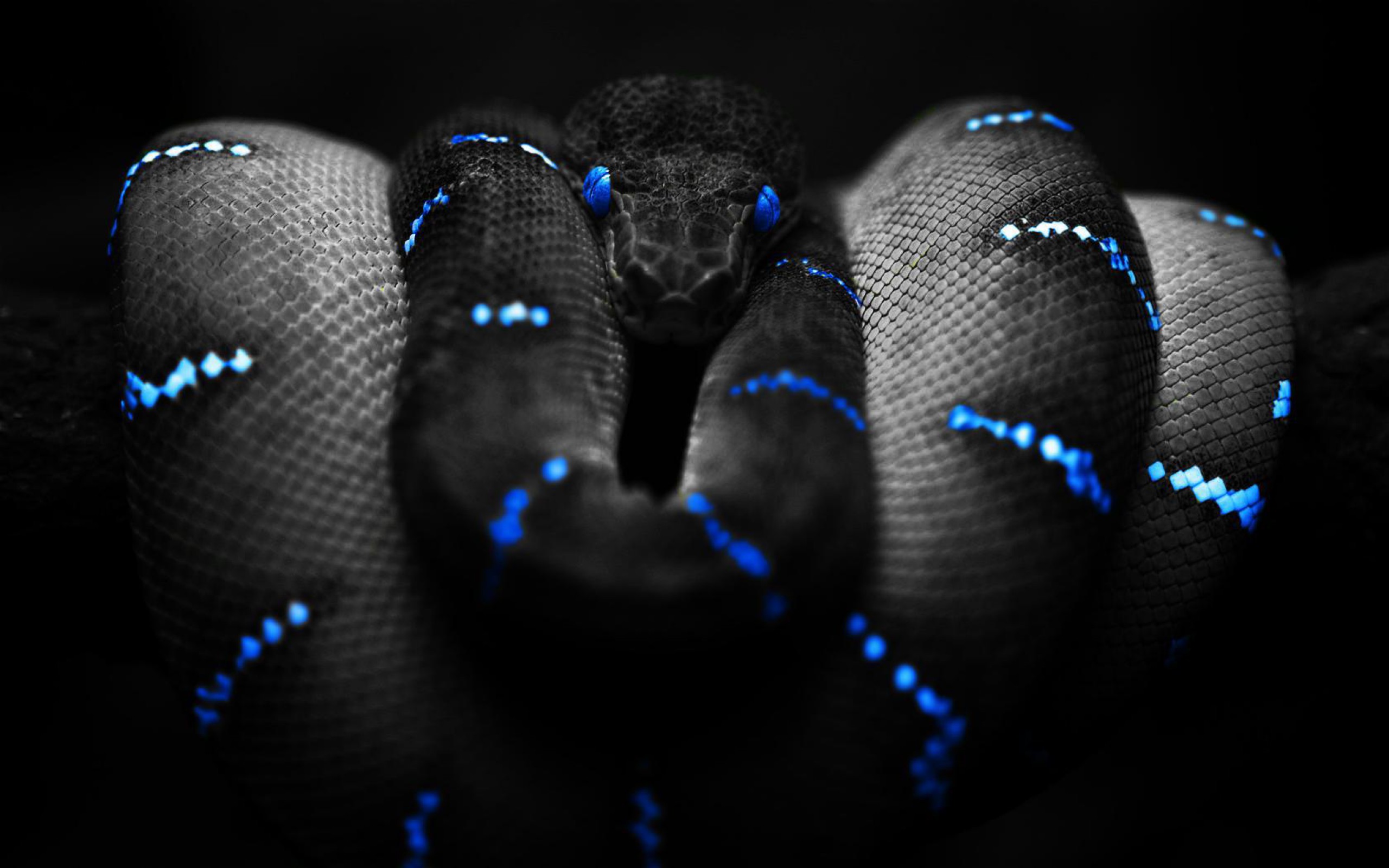 Snake Background HD Wallpapers Pulse