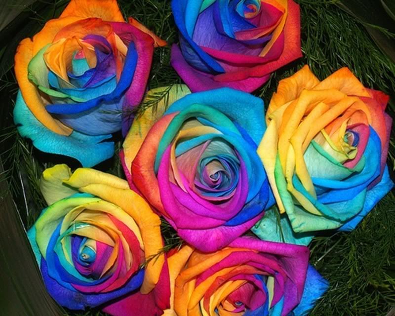 Colorful Roses, Beautiful Colorful Roses Wallpaper, #21347