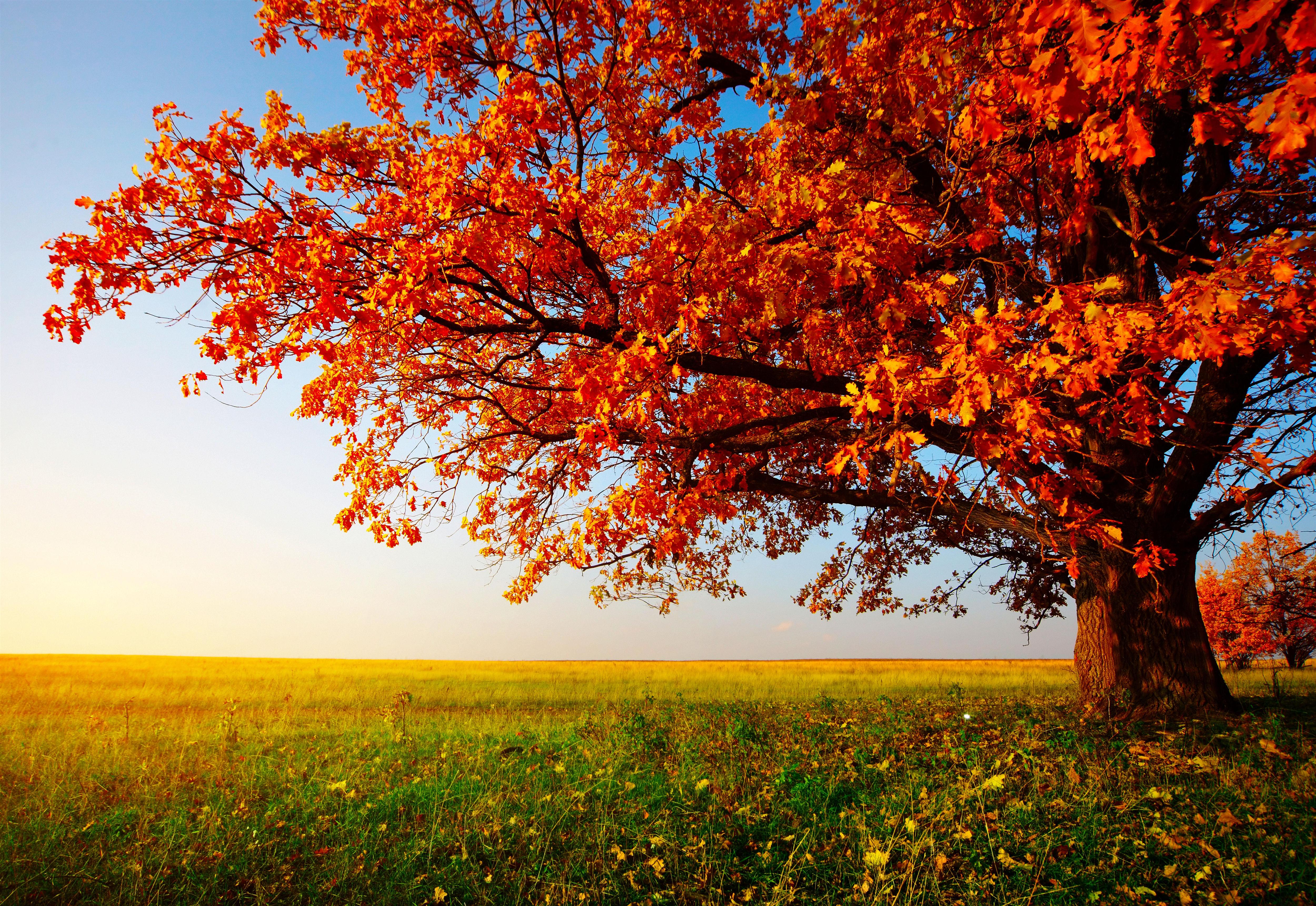 Autumn Tree Wallpaper HD Wallpapers Pulse