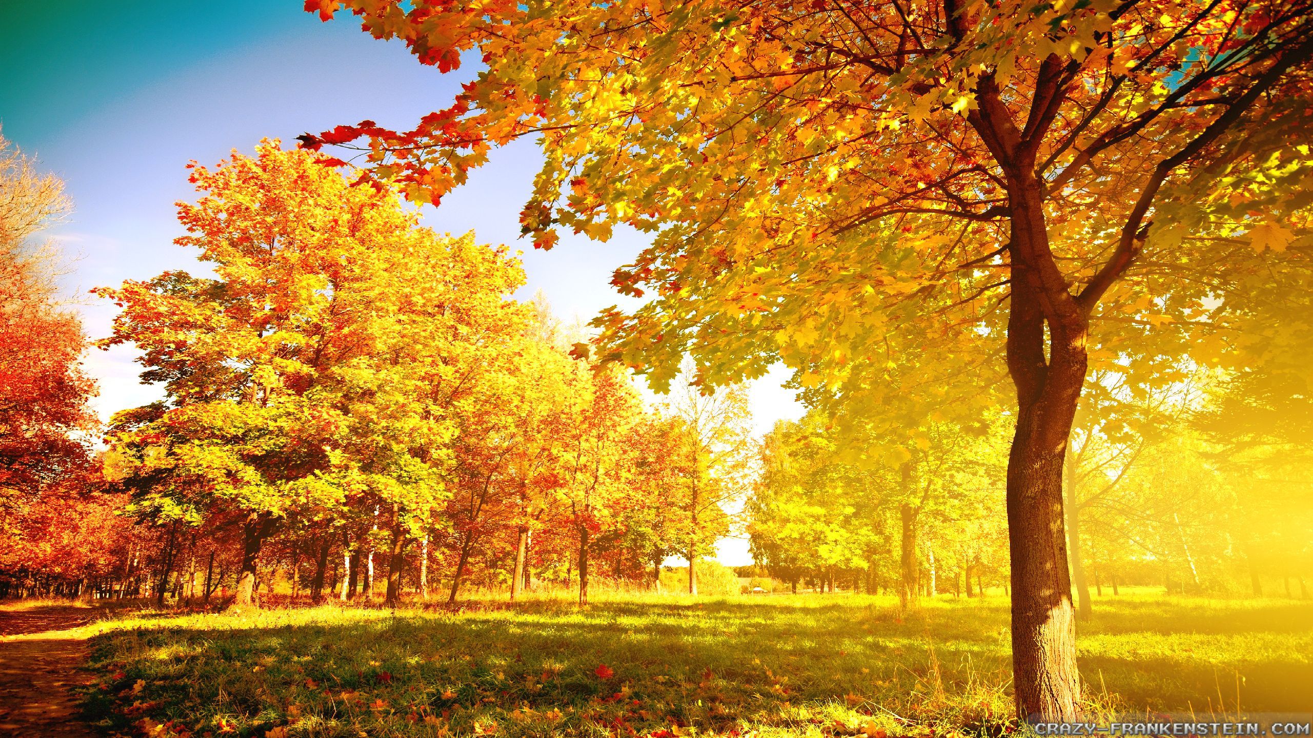 Autumn Tree Wallpaper, Autumn Tree Wide Hd Wallpaper, #21601