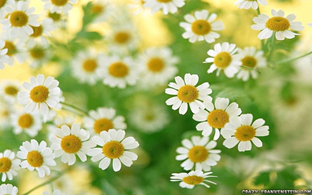 Daisy Flower Wallpaper, Nice Daisy Flower Wallpaper, #21761