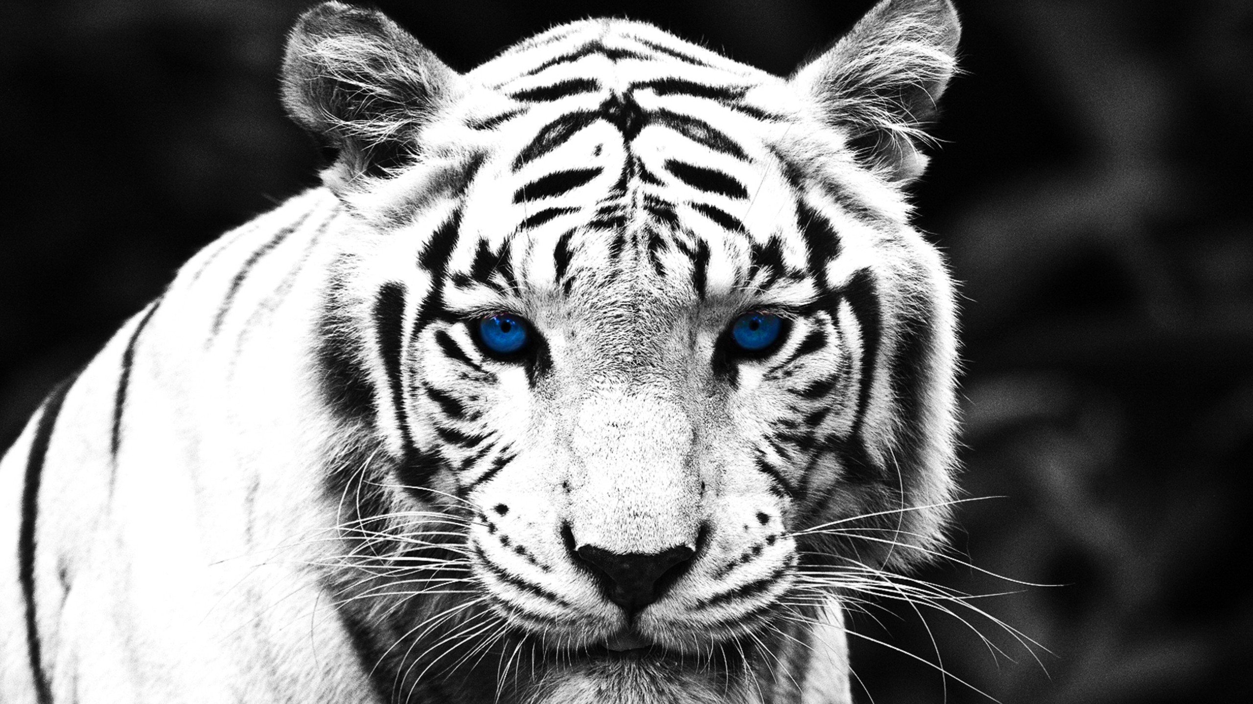White Tiger Background Blue Eyes White Tiger Background