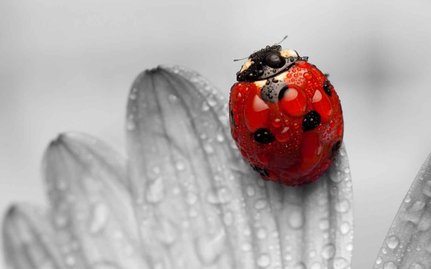 Ladybug Wallpaper, Beautiful Ladybug