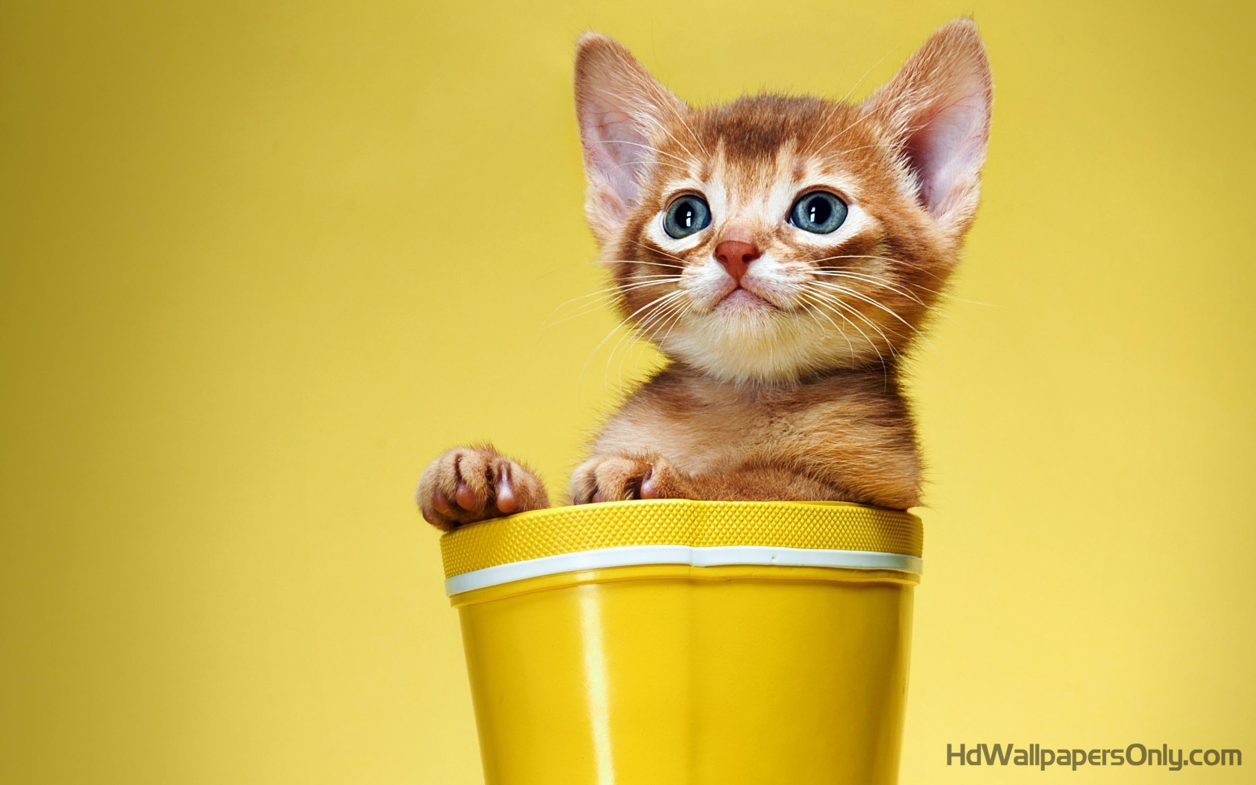 Nice Wallpapers, Cute Cat Nice Wallpaper, #23886
