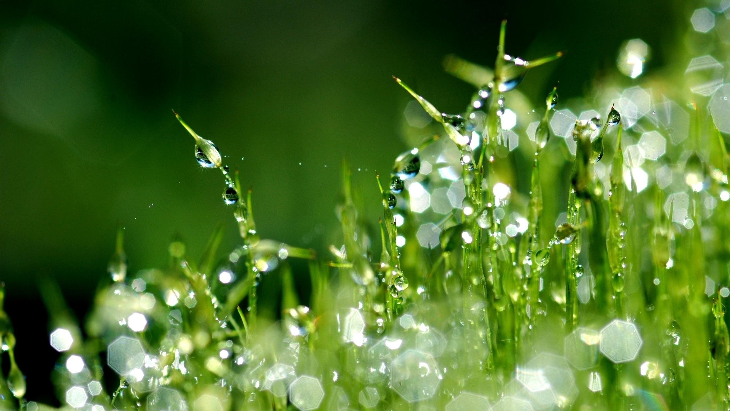 Morning Dew Wallpapers, Morning Dew Grass And Wallpaper, #24237