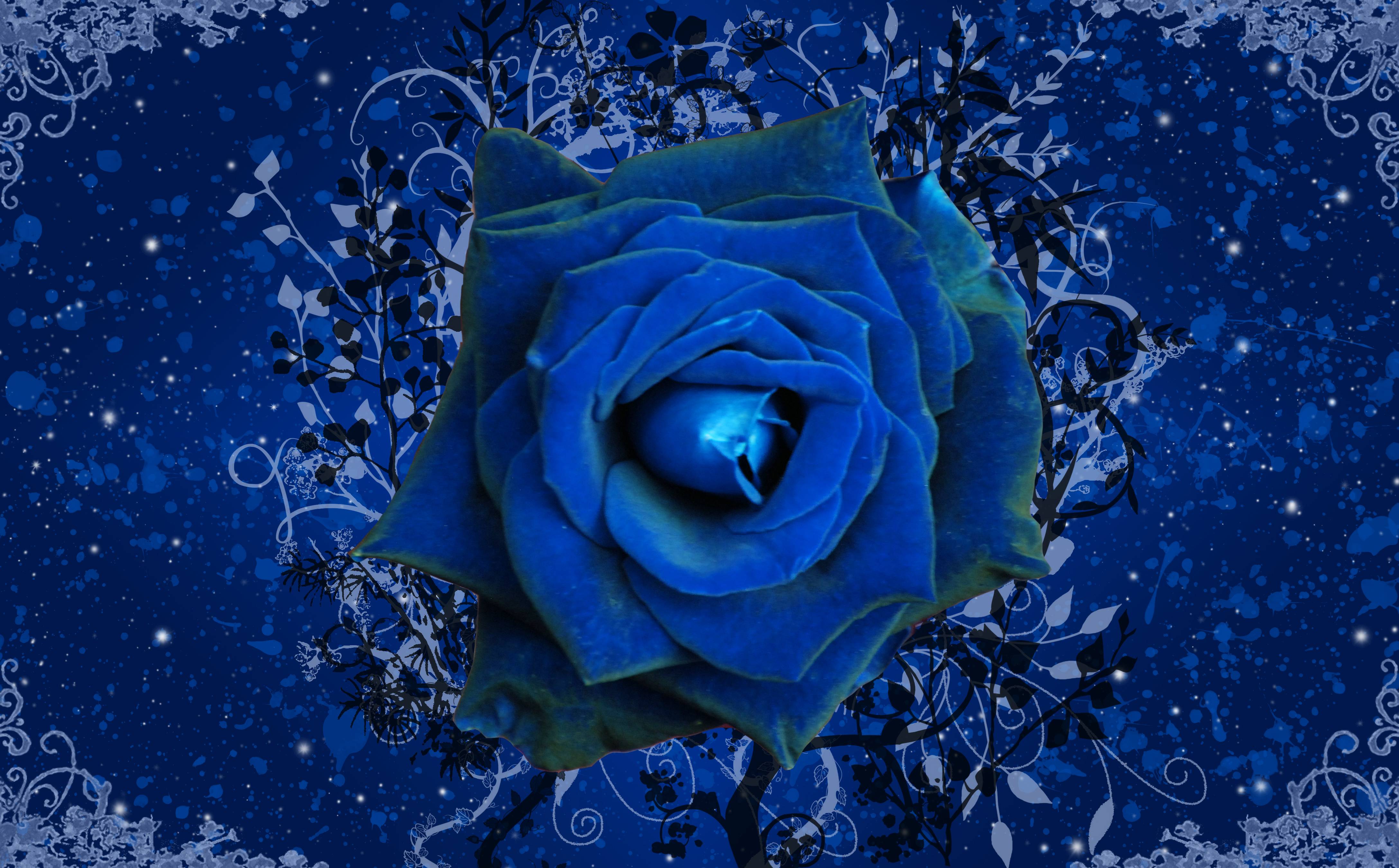 Blue Rose Wallpaper, Dark Blue Rose