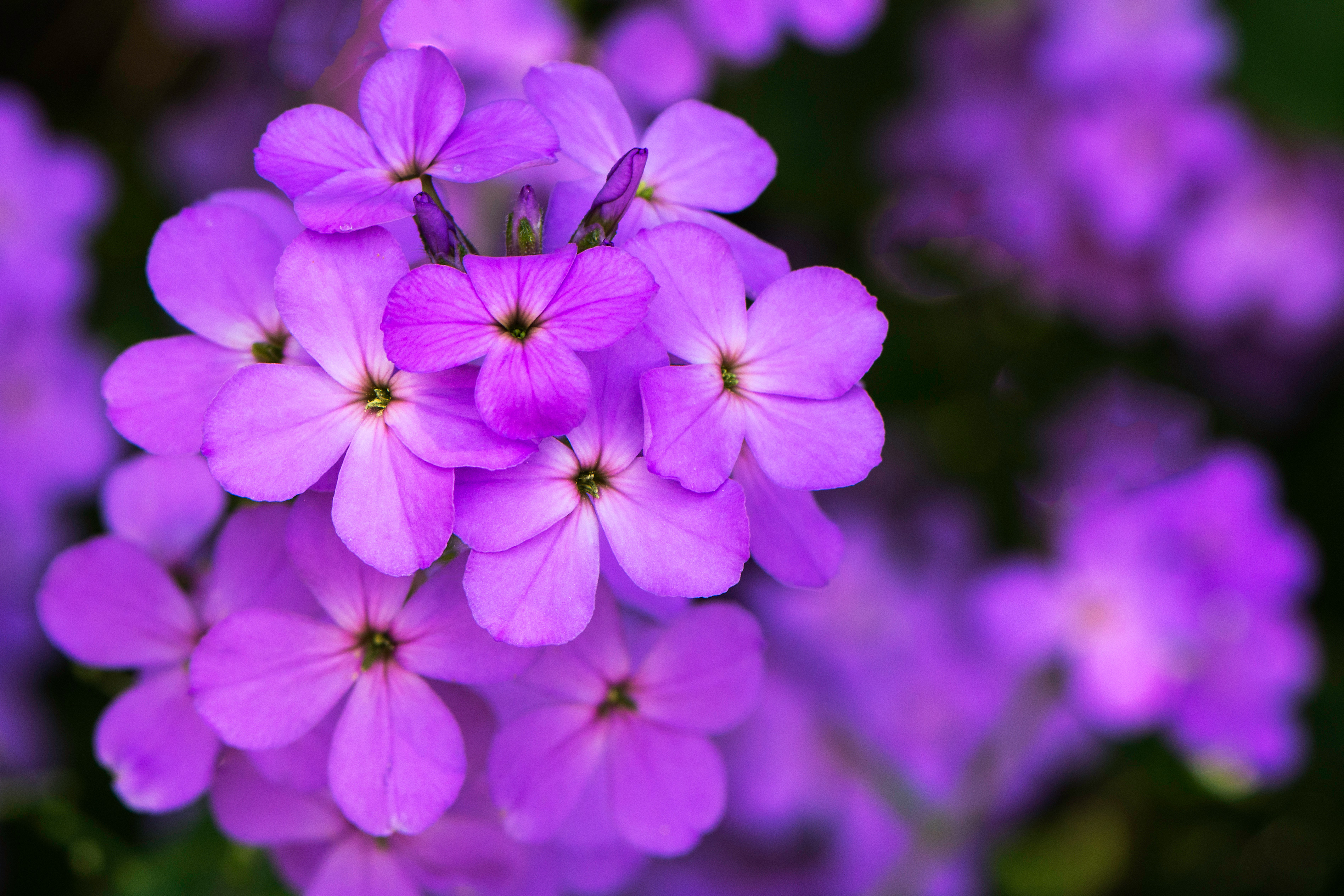Violet Flower, Pansy Violet Flower On The Earth, #24736