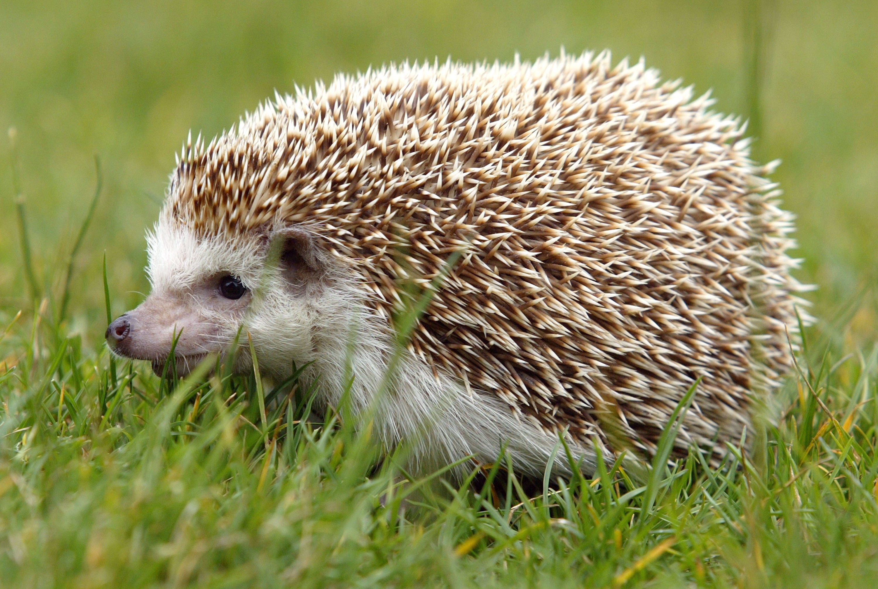 Hedgehog, Free Natural Hedghog, #26372