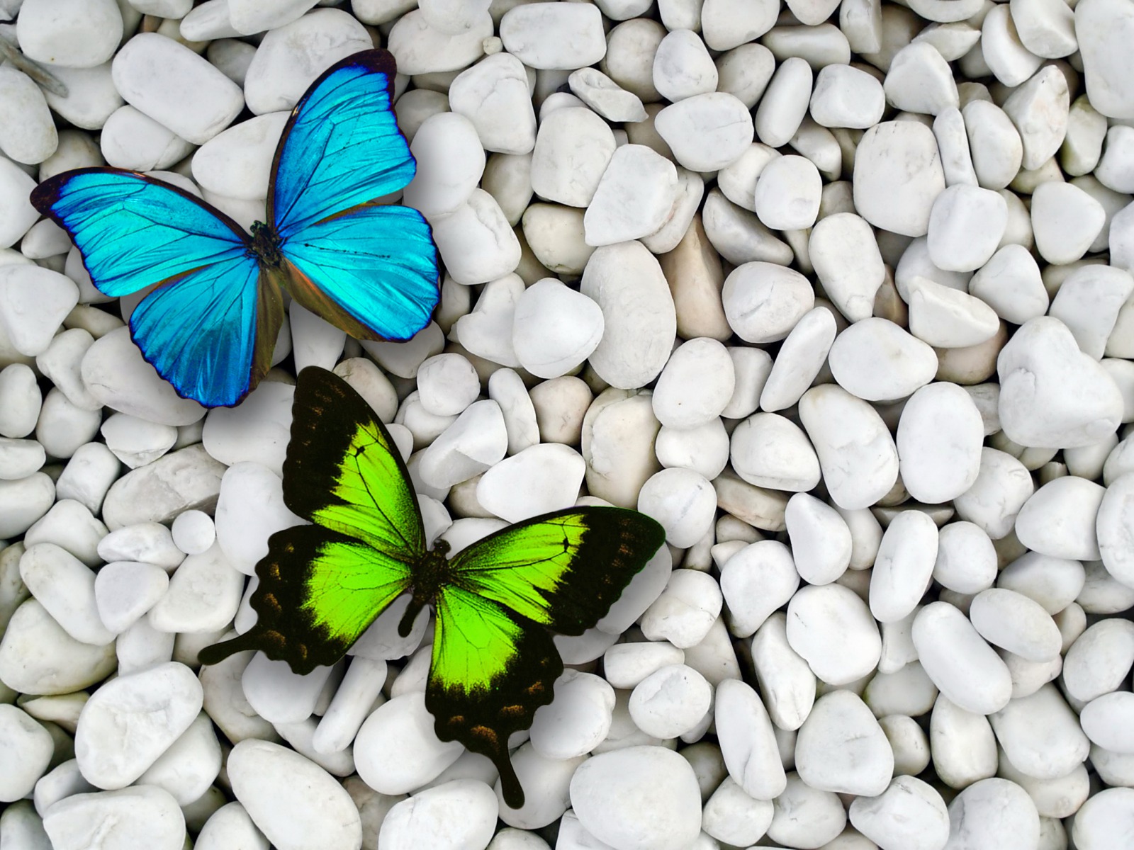 HD Butterfly Wallpapers  HD Wallpapers Pulse