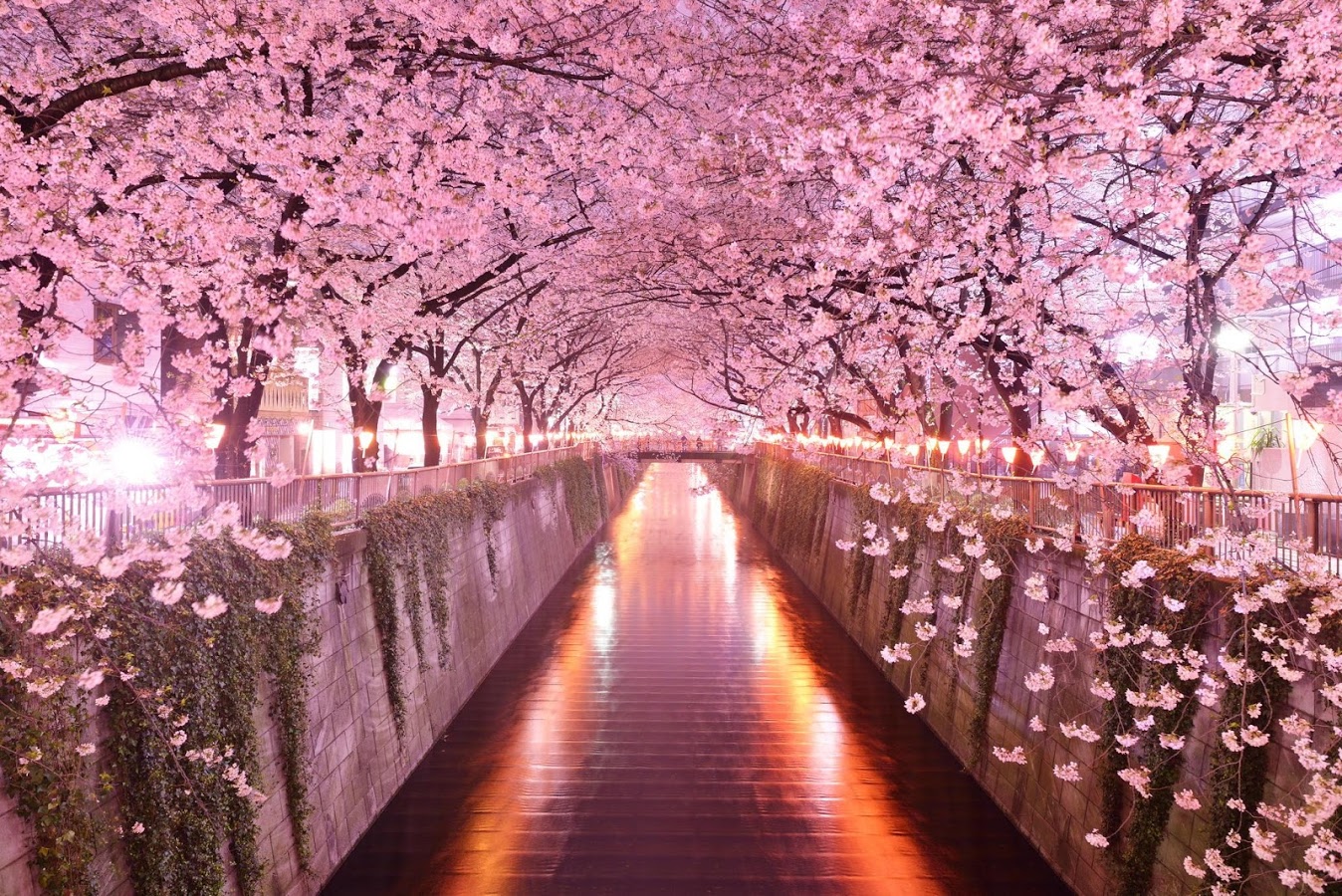 Cherry Blossom Wallpaper, Landscape Natural Wallpaper, #27170