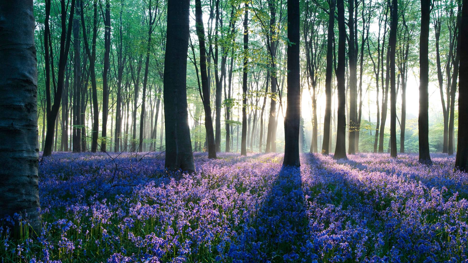 hd wallpapers pulse