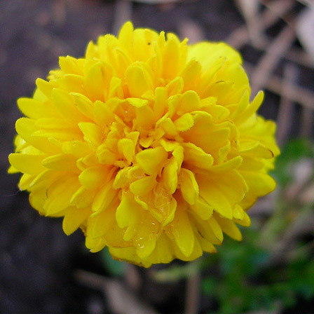 Yellow Flowers, Beautiful Natural Flower Image, #29085