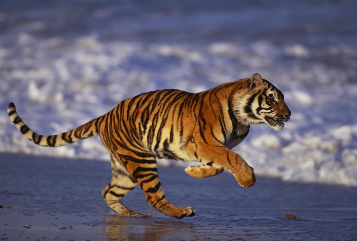 Bengal Tiger Images, Wallpaper Of Bengal Tiger, #29258