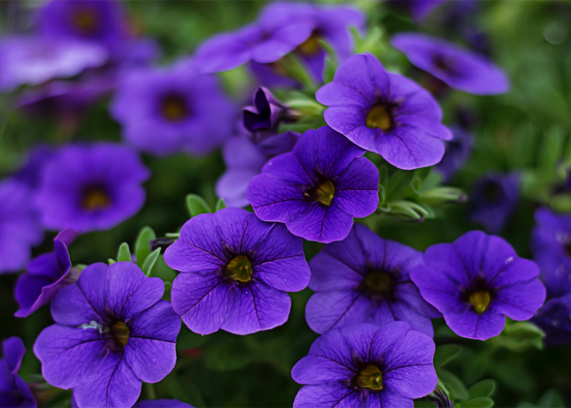 Purple Flowers Wallpaper, Beautiful Purple Flowers Wallpaper, #33697