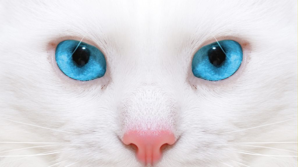 White Cat Wallpaper 4K, Best Hd White Cat Wallpaper 4K, 33835