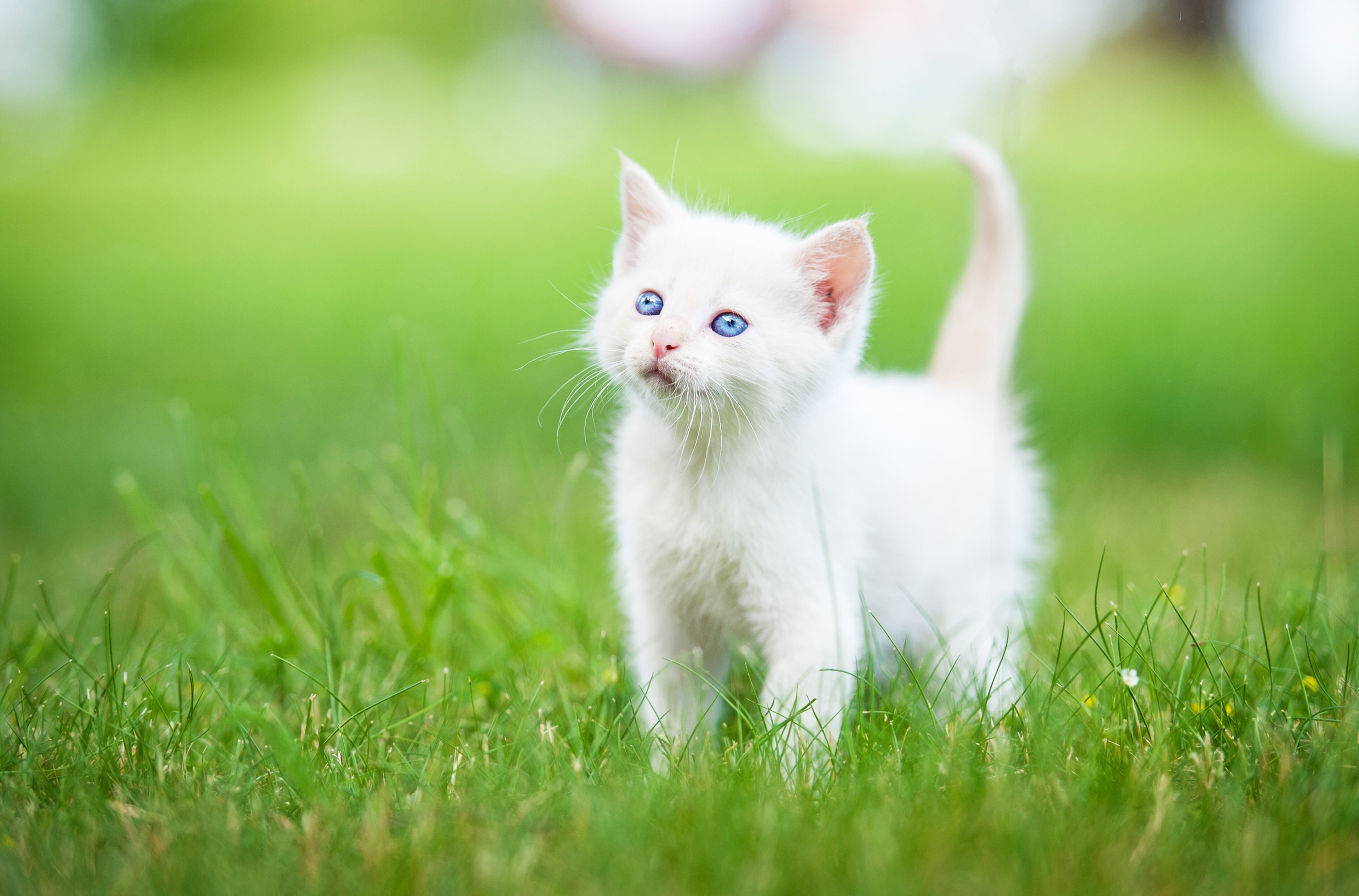 White Cat Wallpaper 4K, Best Hd White Cat Wallpaper 4K, #33835