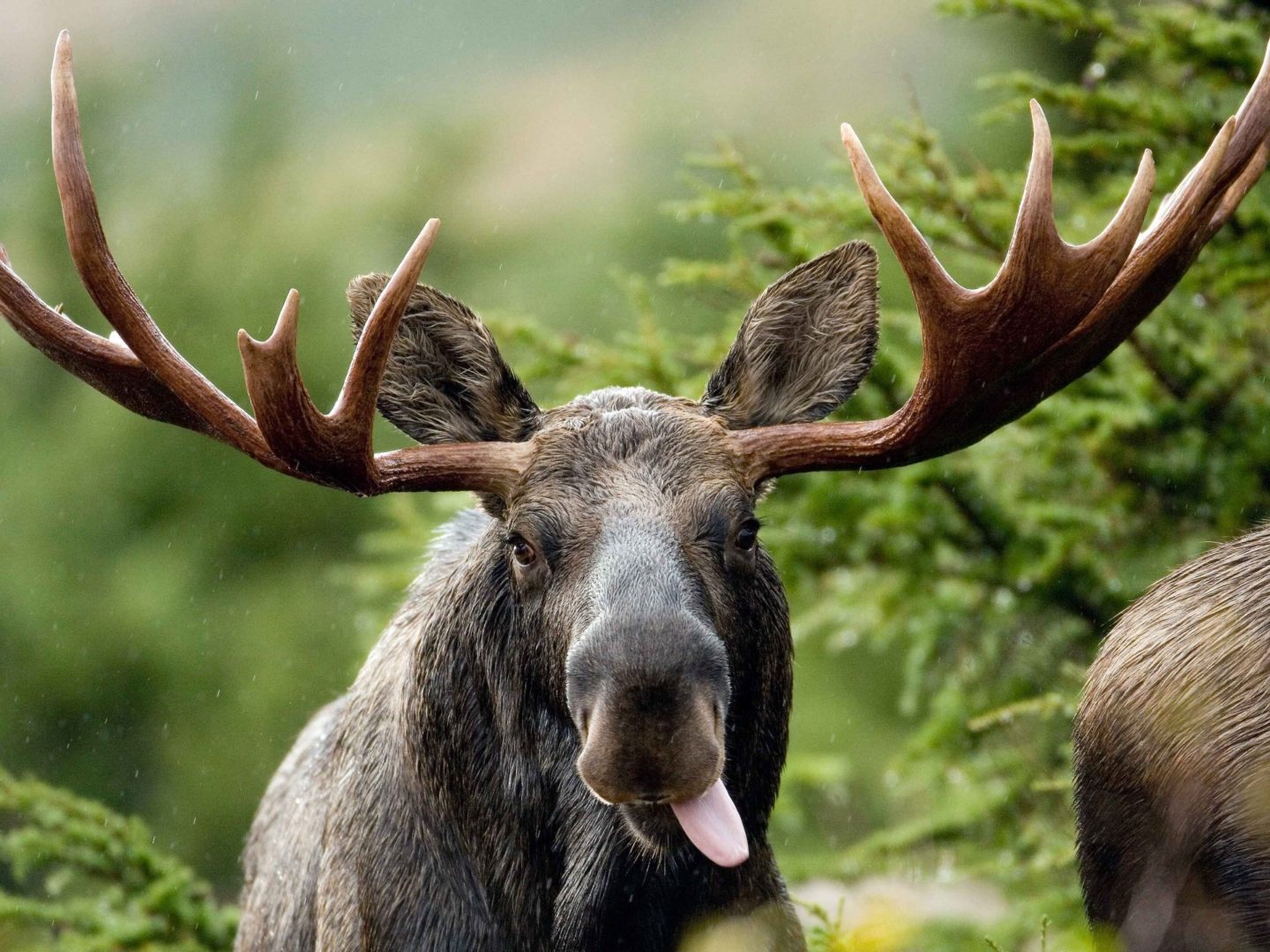 Moose Wallpaper, Best Moose Wallpaper, #35616