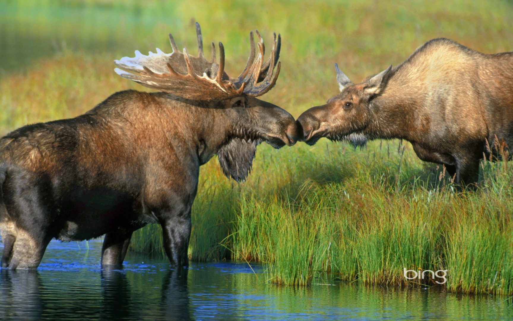 Moose Wallpaper, Best Moose Wallpaper, #35616