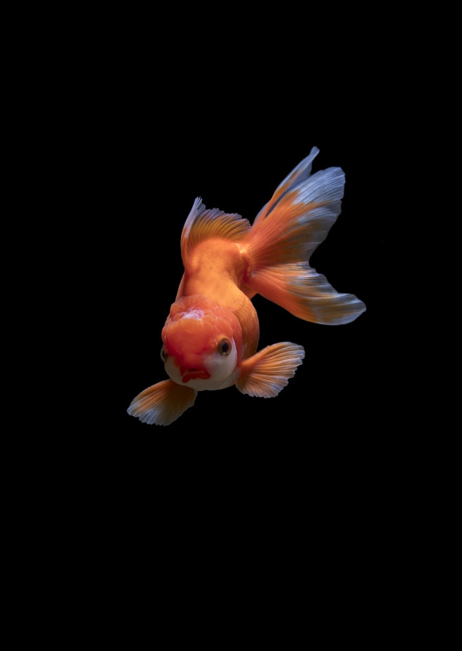 Goldfish Wallpapers, Beautiful Orange And Blue Goldfish Wallpapers, #36223