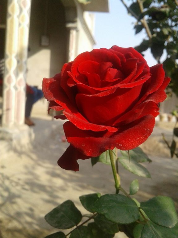 Beautiful Red Rose, Awesome Natural Beautiful Red Rose, #36687