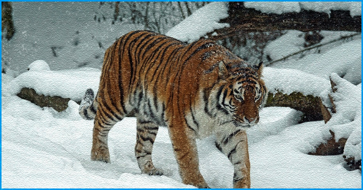 Snow Tiger Images, Beautiful Snow Tiger Images, #36628