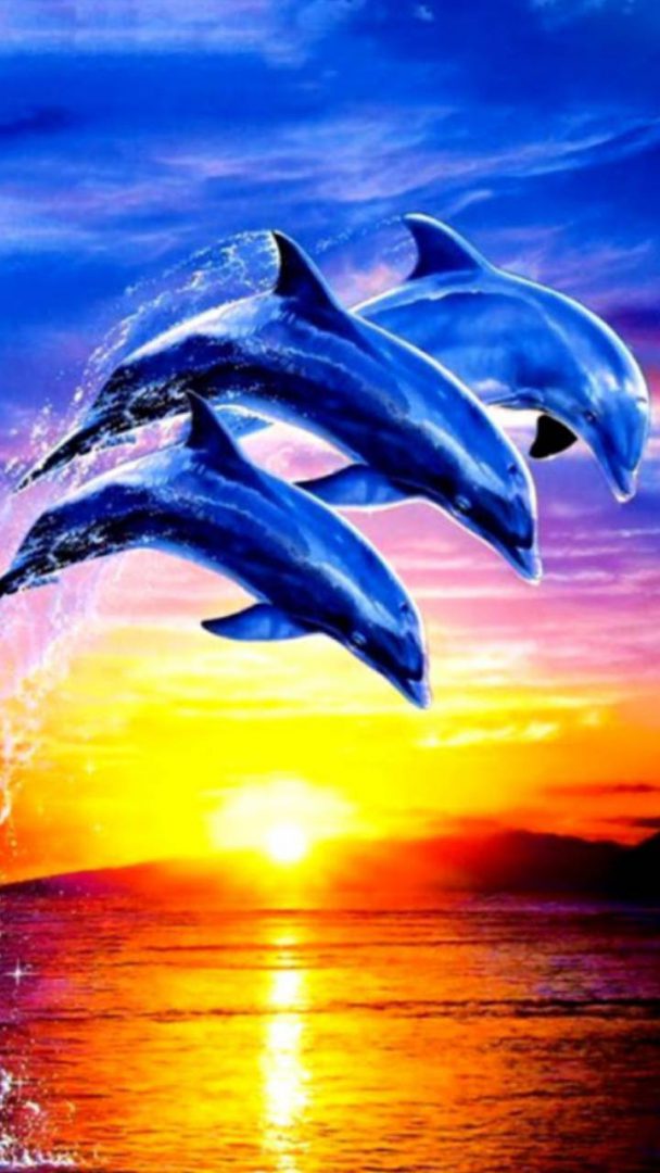 Dolphin Wallpaper, Cool Nature Dolphin Wallpaper, #38224