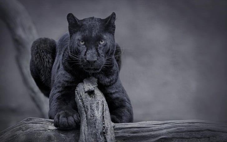 Panther Image, Free Panther Wallpaper, #38698