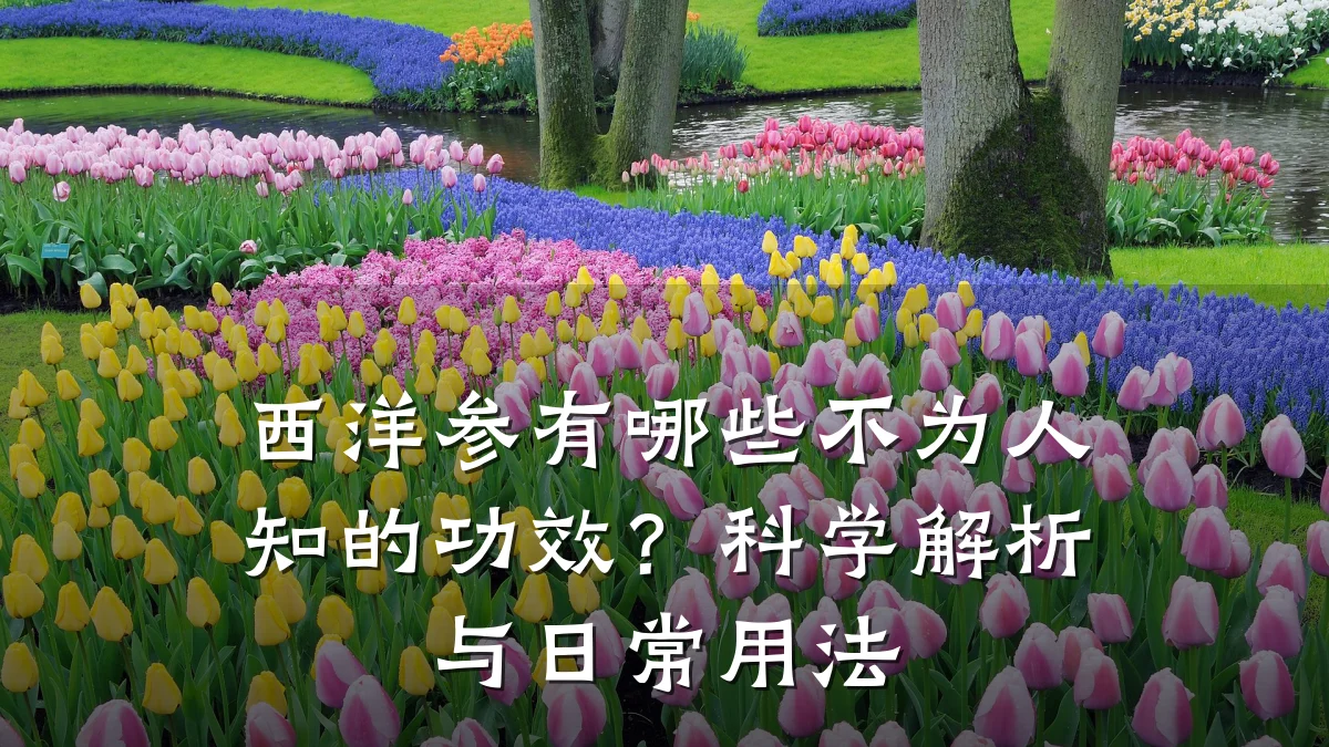 西洋参有哪些不为人知的功效?科学解析与日常用法