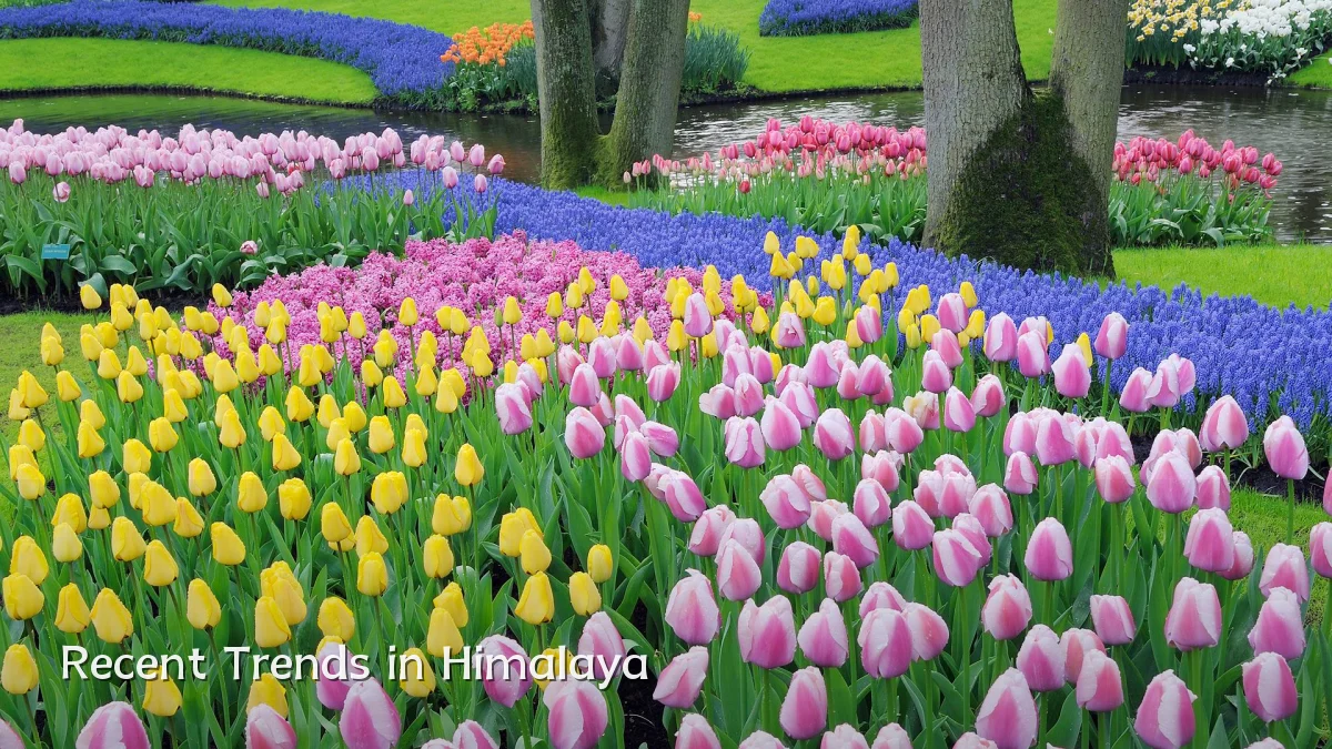 Recent Trends in Himalaya