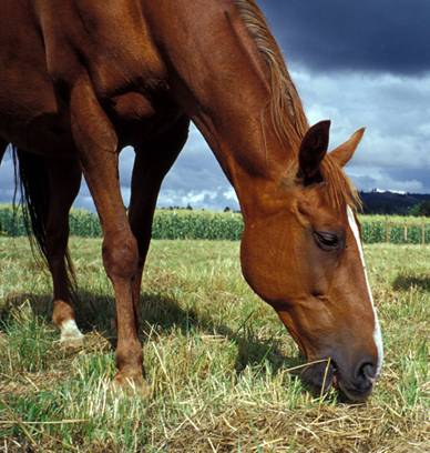Horse Grazing picture