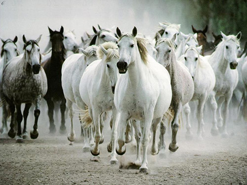 white horses running