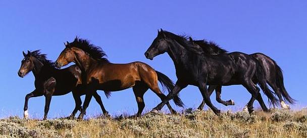 picture of running horses