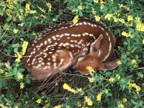 picture of sleeping deer