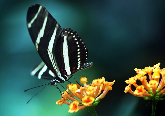 desktop wallpaper of black butterfly