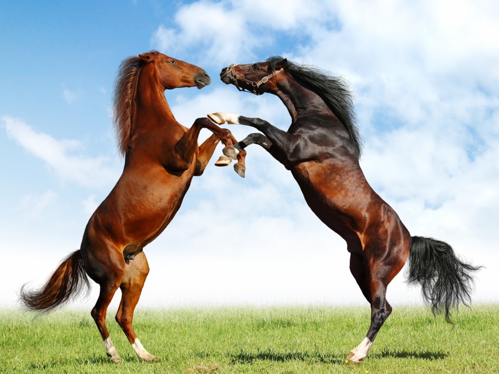 europe horses wallpaper